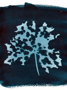 Foglia malata, 2023 (cianotipia) da Marco Campedelli