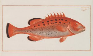 Allgemeine Naturgeschichte der Fische Deutschlands, 1782-1793 da Marcus Élieser Bloch