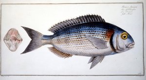 Storia naturale: La Bream di Marc Elieser Bloch Ichtyologie Parigi - Berlino - Londra 1787 da Marcus Élieser Bloch
