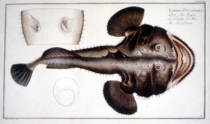 Storia naturale: La Lotte d