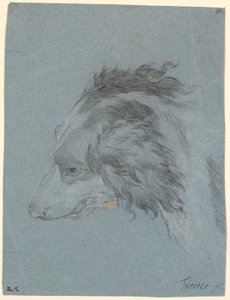 Testa di cane da Marcus Tuscher