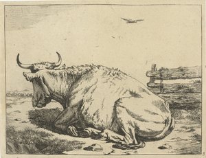Mucca sdraiata vicino a una recinzione Bovini (titolo della serie)