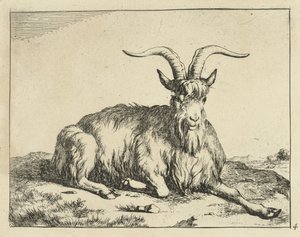 Capra sdraiata con zampa anteriore estesa da Marcus de Bye