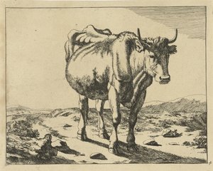 Mucca in piedi vista di fronte