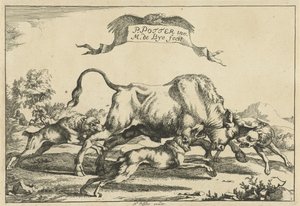Toro attaccato da tre cani da caccia