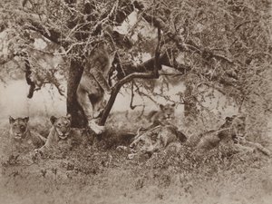 I leoni salgono sugli alberi?, la risposta della macchina fotografica da Marcuswell Maxwell