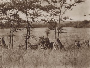 Di fronte alla macchina fotografica, una truppa di nove leoni a riposo da Marcuswell Maxwell