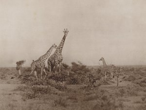 Giraffe nella boscaglia da Marcuswell Maxwell