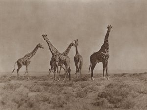 Sulle pianure del Kenya da Marcuswell Maxwell