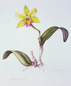 Brassolaeliocattleya Greenwich, Elmhurst da Margaret Ann Eden