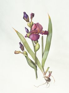 Iris da Margaret Ann Eden