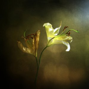 Il giglio che sboccia e appassisce