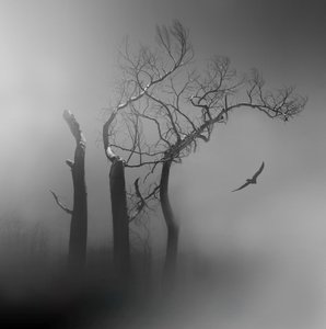 Lone Bird - Alberi avvolti nella nebbia da Margaret Halaby