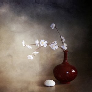 I tranquilli fiori di ciliegio