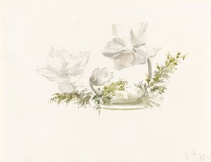 Studio di una composizione floreale da Margaret Louisa Herschel