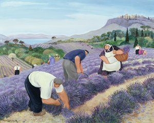 lavanda