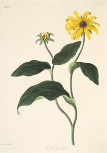 Susanna dagli occhi neri, da Illustrazioni floreali delle stagioni da Margaret Roscoe