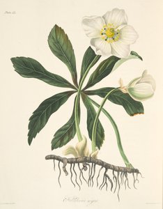 Elleboro nero o Rosa di Natale, da Illustrazioni floreali delle stagioni, pub. 1829 da Margaret Roscoe