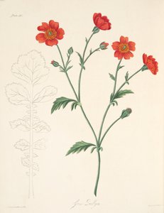 Avens cileno, da Illustrazioni floreali delle stagioni, pub. 1829 da Margaret Roscoe