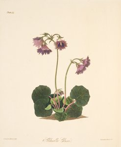Soldanella di Clusius, da Illustrazioni floreali delle stagioni, pub. 1829