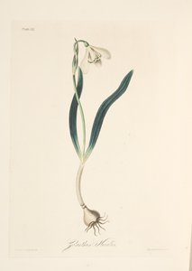 Bucaneve comune, da Illustrazioni floreali delle stagioni, pub. 1829 da Margaret Roscoe