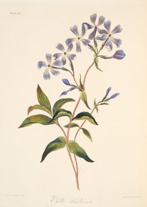 Lychnidea a fioritura precoce, da Illustrazioni floreali delle stagioni, pub. 1829