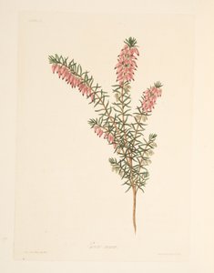 Erica precoce color carne, da Illustrazioni floreali delle stagioni, pub. 1829 da Margaret Roscoe