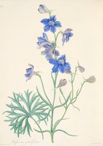 Speronella a grandi fiori, da Illustrazioni floreali delle stagioni, pub. 1829