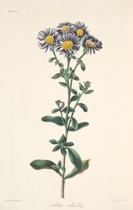 Aster italiano, da Illustrazioni floreali delle stagioni da Margaret Roscoe