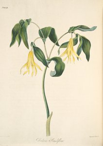 Uvularia a grandi fiori, da Illustrazioni floreali delle stagioni, pub. 1829
