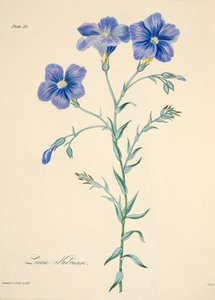 Lino di Narbonne, da Illustrazioni floreali delle stagioni, pub. 1829 da Margaret Roscoe