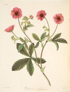 Potentilla del Nepal, da Illustrazioni floreali delle stagioni, pub. 1829 da Margaret Roscoe