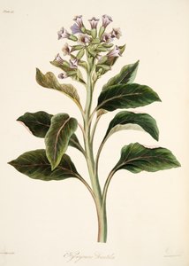 Giusquiamo orientale, da Illustrazioni floreali delle stagioni, pub. 1829