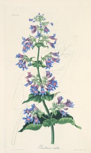 Penstemon a foglie ovate, da Illustrazioni floreali delle stagioni, pub. 1829 da Margaret Roscoe