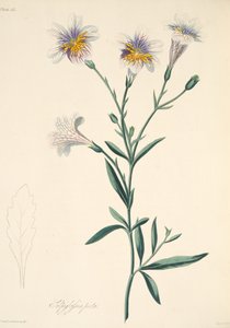 Salpiglossis dipinto, da Illustrazioni floreali delle stagioni, pub. 1829 da Margaret Roscoe