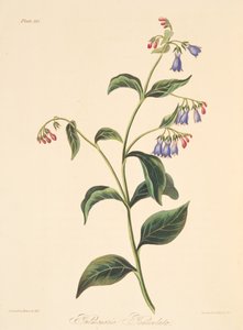 Polmonaria panicolata, da Illustrazioni floreali delle stagioni, pub. 1829 da Margaret Roscoe