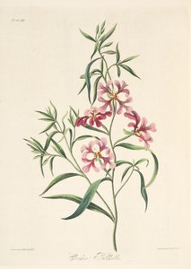 Clarkia graziosa, da Illustrazioni floreali delle stagioni, pub. 1829