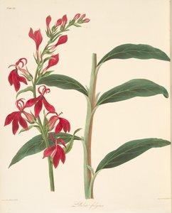Lobelia splendente, da Illustrazioni floreali delle stagioni da Margaret Roscoe