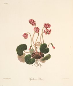 Ciclamino a foglie tonde, da Illustrazioni floreali delle stagioni, pub. 1829 da Margaret Roscoe