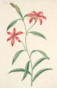 Giglio cinese auto-colorato, da Illustrazioni floreali delle stagioni, pub. 1829