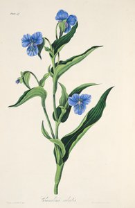 Commelina azzurro cielo, da Illustrazioni floreali delle stagioni, pub. 1829
