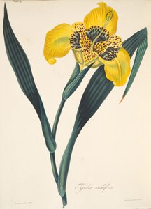 Tigridia a fiori gialli, da Illustrazioni floreali delle stagioni