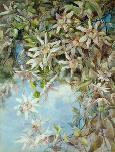 Studio del fiore della passione