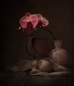Natura morta con orchidea scura da Margareth Perfoncio