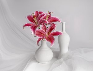Gigli rosa in vasi bianchi da Margareth Perfoncio