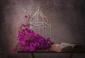 Bougainvillea rustica e libro