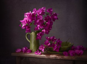 Viva natura con bouganville dai colori vivaci da Margareth Perfoncio