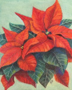 Stelle di Natale da Margo Starkey