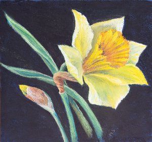 La bellezza di un narciso