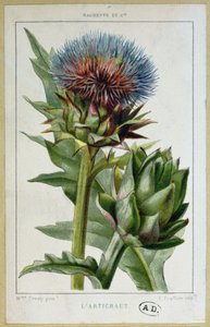 Carciofo, tavola botanica, inciso da E. Fraillery da Marguerite Buret